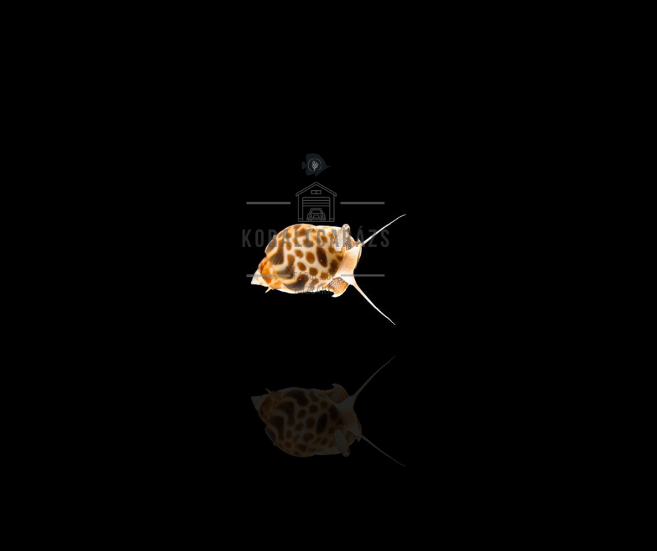 Babylonia Zeylanica